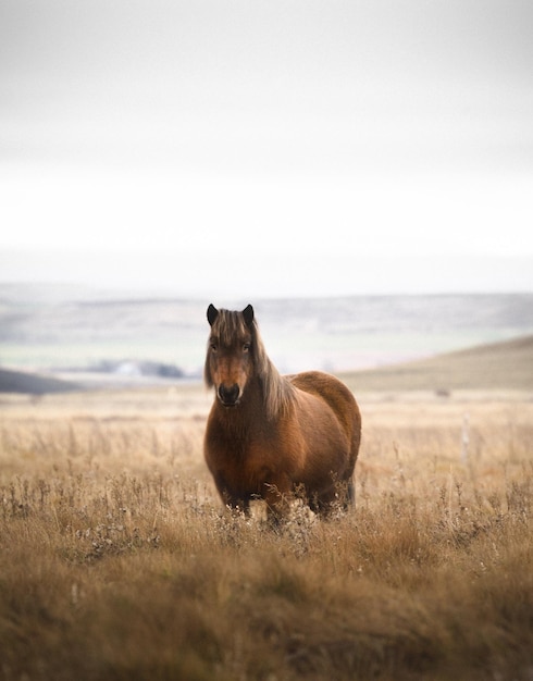 Photo portrait of horse standing on grassy field against sky