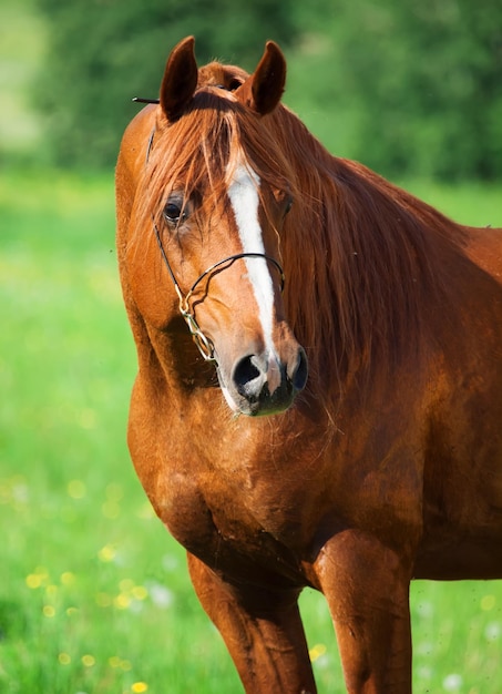 Foto ritratto di un cavallo in piedi sulla terraferma