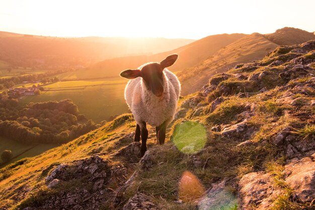 Foto ritratto di un cavallo in piedi sul paesaggio contro il cielo