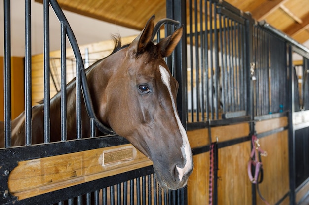 Portrait of a horse standing in a stall