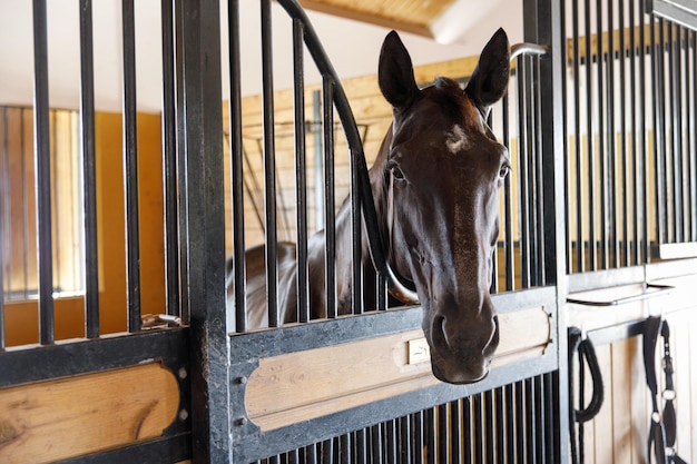 Portrait of a horse standing in a stall