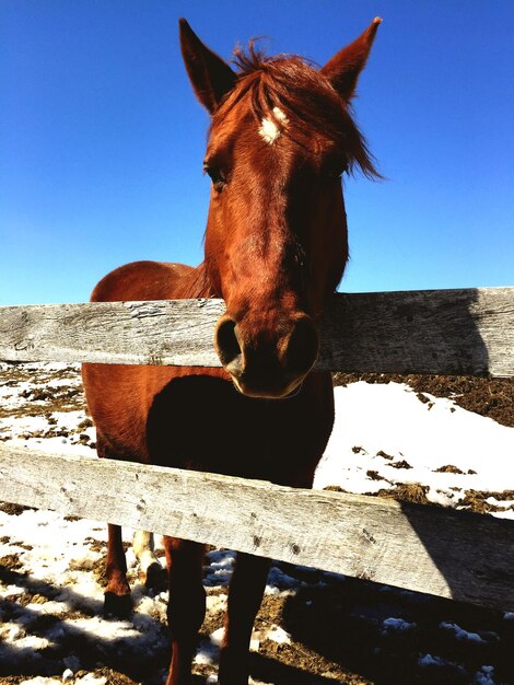 Portrait of horse standing at wooden fence on snow covered field