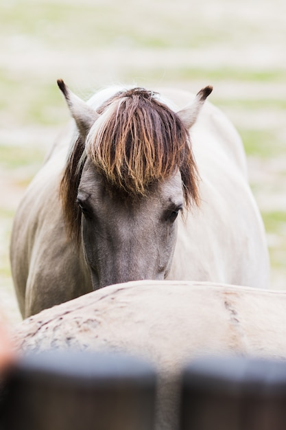 Portrait of horse tarpan on the outside