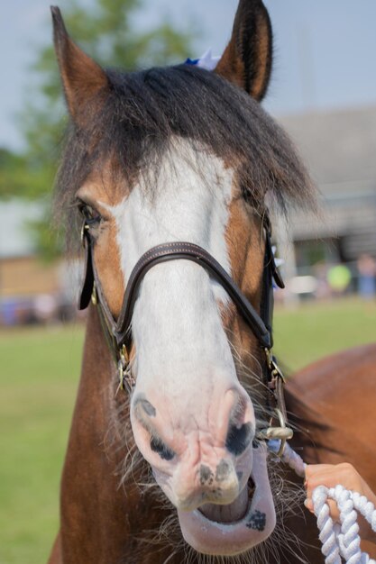 Photo portrait of horse