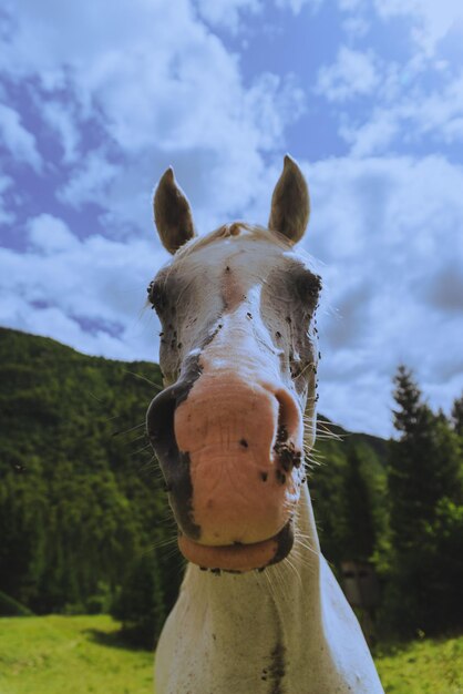 Foto ritratto di un cavallo