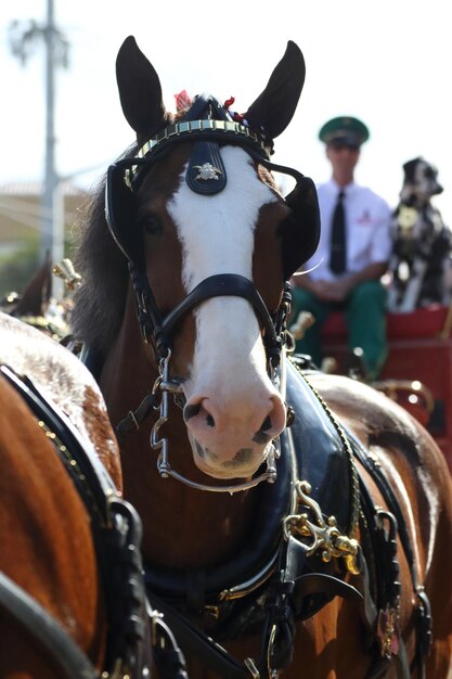 Photo portrait of horse