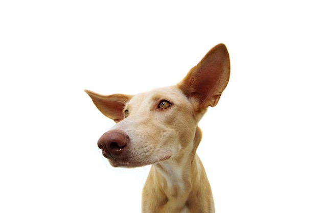 Foto cucciolo di segugio ritratto attento con grandi orecchie e guardando lateralmente. isolato su uno spazio bianco.