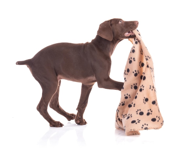 Portrait of a Hungarian pointer puppy with a blanket with dog paws