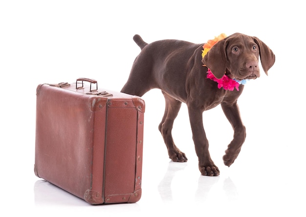 Portrait of a Hungarian pointer puppy with suitcase on a white backgroundxD