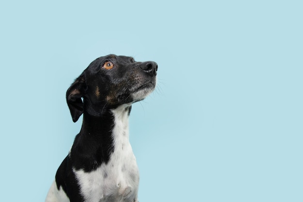 Ritratto affamato e attento cane di razza mista che guarda lontano isolato su sfondo blu pastello