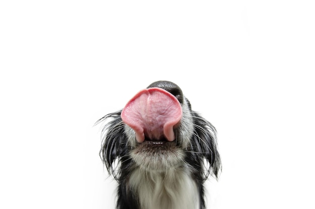 Foto ritratto affamato cucciolo di cane primo piano leccandosi le labbra con la lingua isolata su sfondo bianco