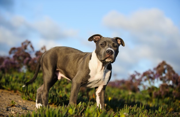 Photo portrait of hunting dog walking in field