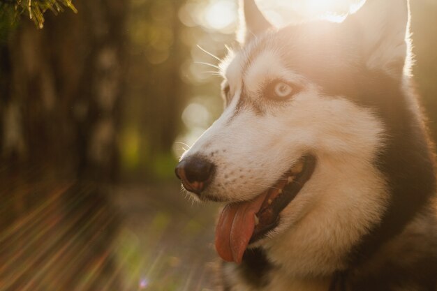 Ritratto di un sole primo piano husky