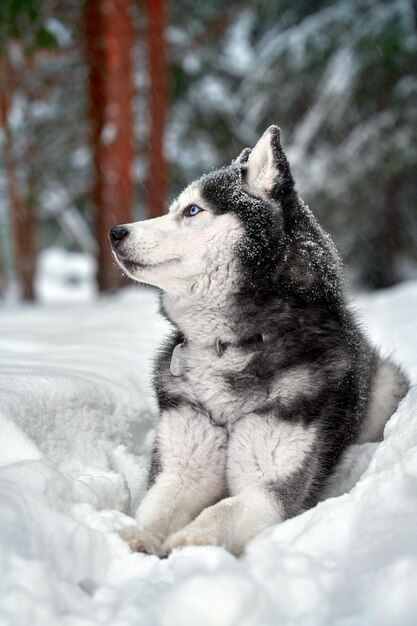 青い目をした肖像画ハスキー犬冬の森のハスキー犬は雪の上に横たわっています