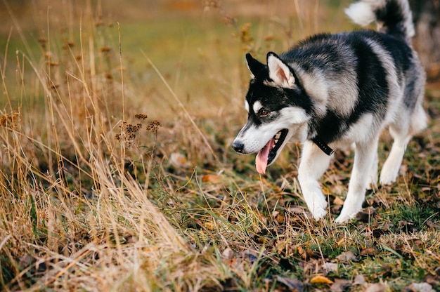 夏の自然の中でハスキーの子犬の肖像画。