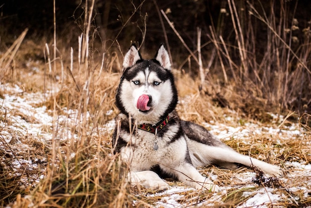Foto ritratto di un husky che tira fuori la lingua mentre è seduto sulla neve