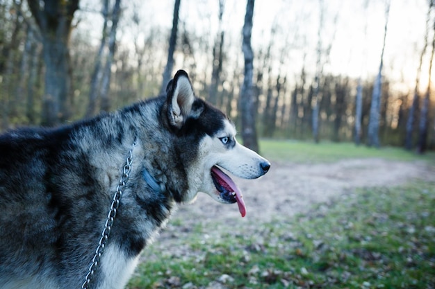 Portrait of a husky with blue eyes