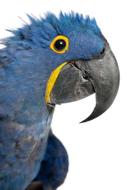 Portrait of Hyacinth Macaw, Anodorhynchus hyacinthinus in front of white background