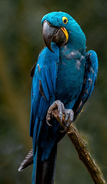 ヒヤシンスコンゴウインコの肖像画