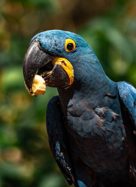 Portrait of Hyacinth macaw