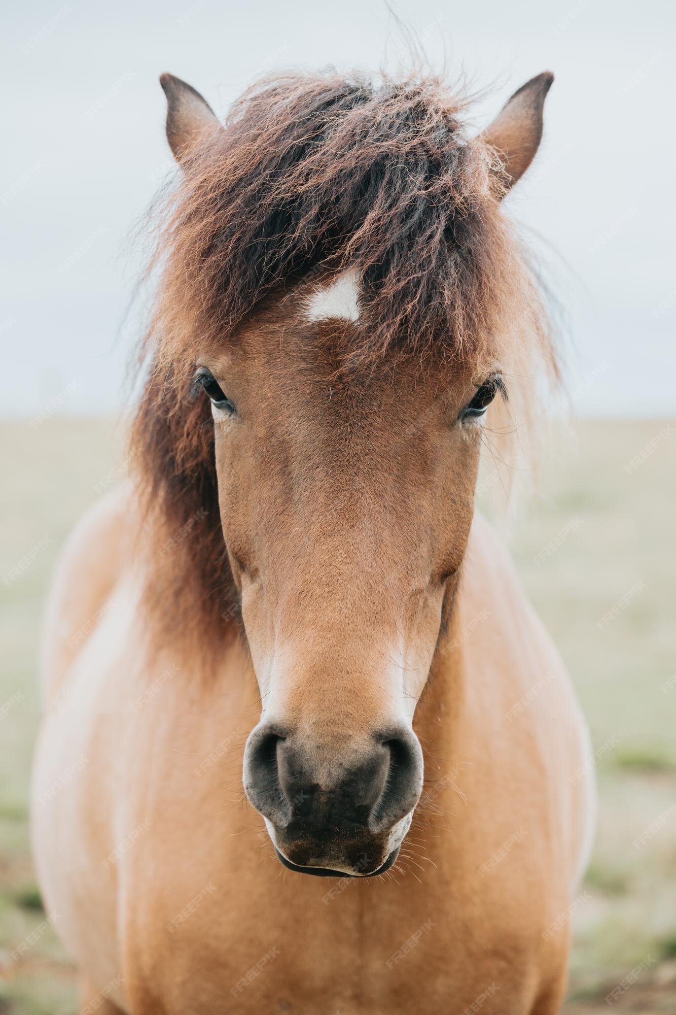Premium Photo | Portrait of an icelandic light hair color horse iceland animals close up image of the native race of icelandic horses beauty animal in the wild natural wasteland of north Premium Photo | Portrait of an icelandic light hair color horse iceland animals close up image of the native race of icelandic horses beauty animal in the wild natural wasteland of north
