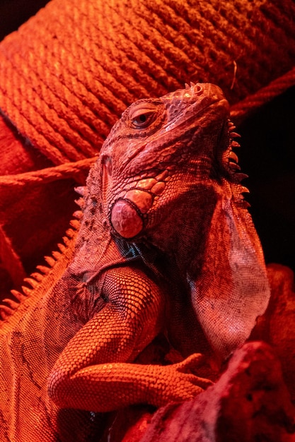 Foto ritratto di un'iguana alla luce di una lampada rossa lucertola rettile animale serio