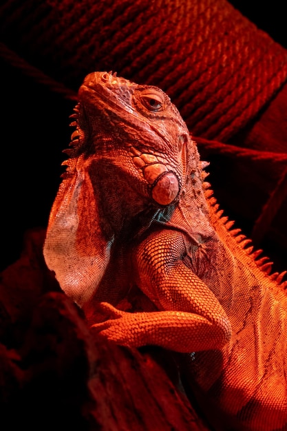 빨간 램프에 비추어 이구아나의 초상화 파충류 도마뱀 심각한 동물