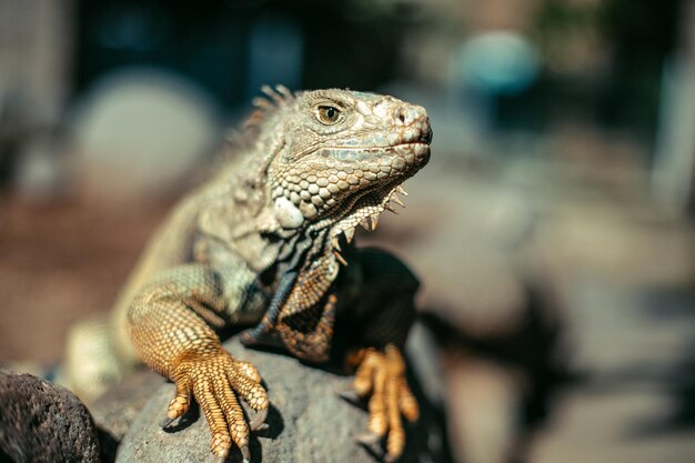 Portrait of an iguana in a zoo on Bali