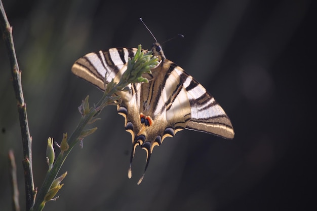 Photo portrait of iphiclides podalirius butterfly on nature