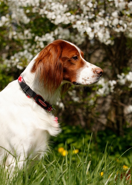 Portrait of a irish red and white setter against white colors, vertical