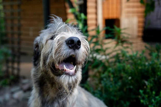 Portrait of an Irish wolfhound on a blurred green background A large gray dog looks forward with interest Selective focus imagedog outdoors on a sunny day