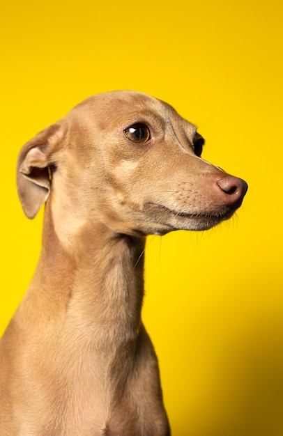 スタジオでイタリアのグレイハウンド犬の肖像画