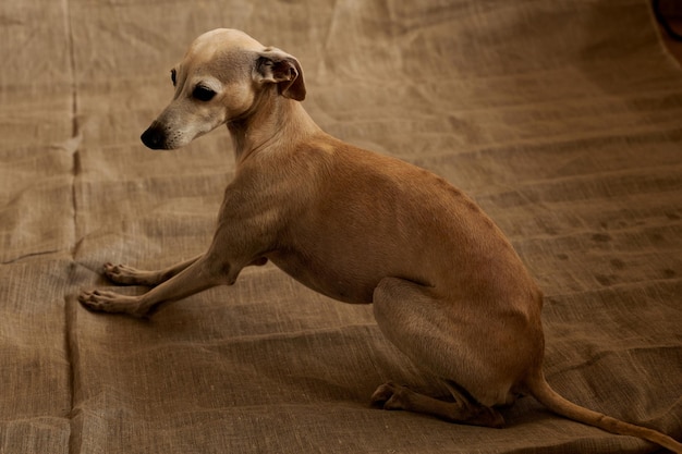 Portrait of Italian Greyhound male dog posing isolated on beige studio background