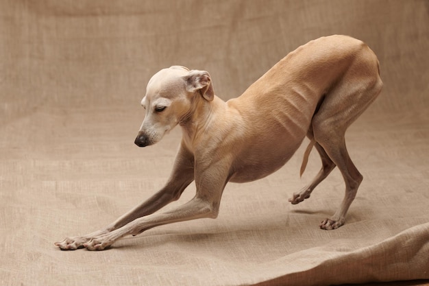 Portrait of Italian Greyhound male dog posing isolated on beige studio background