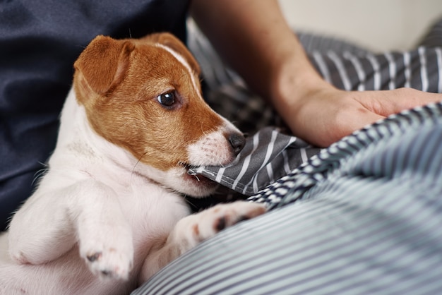 Portrait of jack russel terrier puppy dog, close up