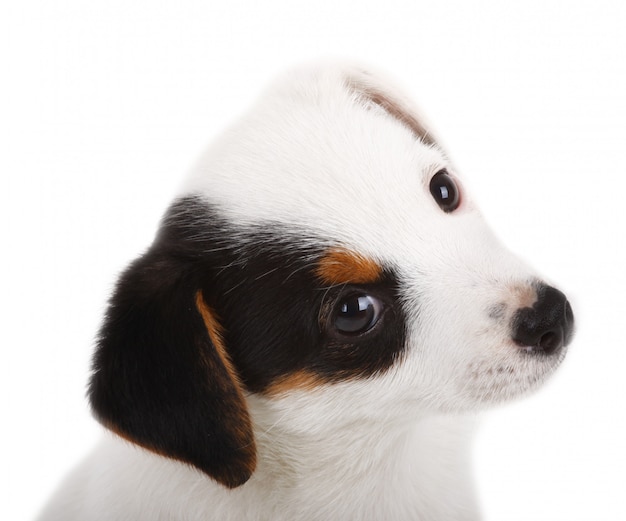 Portrait of Jack Russell puppy 