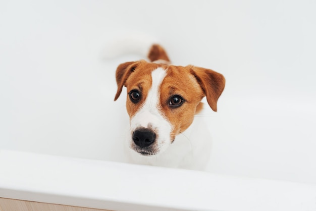 Foto ritratto del cane jack russell terrier in piedi nella vasca da bagno e guardando la telecamera