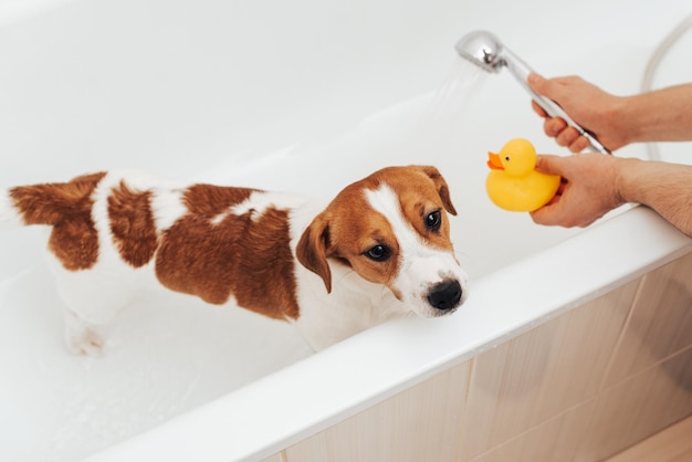 Portrait of Jack Russell Terrier dog standing in bathtub with yellow plastic duck