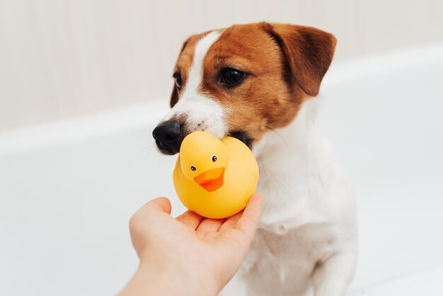 Portrait of Jack Russell Terrier dog standing in bathtub with yellow plastic duck