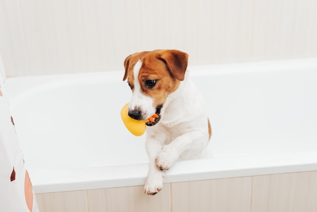 Portrait of Jack Russell Terrier dog standing in bathtub with yellow plastic duck
