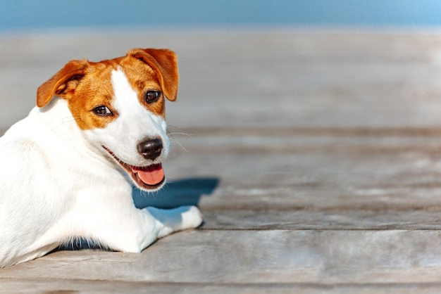 Portrait of a Jack Russell Terrier on a wooden background