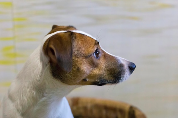 Portrait of a Jack Russell