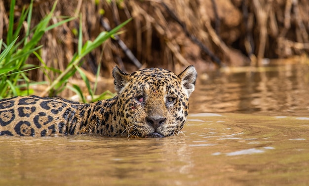 Portrait of a jaguar in the jungle