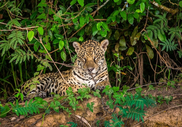 Portrait of a jaguar in the jungle