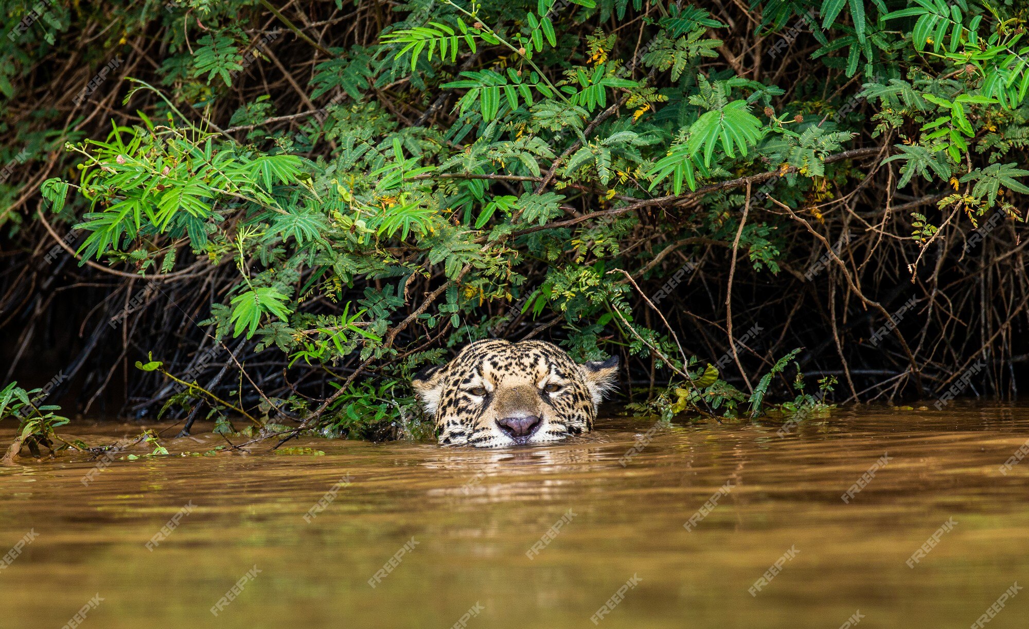Page 14 | Animals Rain Forest Images - Free Download on Freepik Page 14 | Animals Rain Forest Images - Free Download on Freepik
