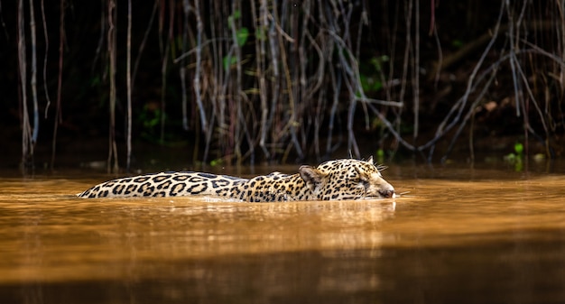 Portrait of a jaguar in the jungle