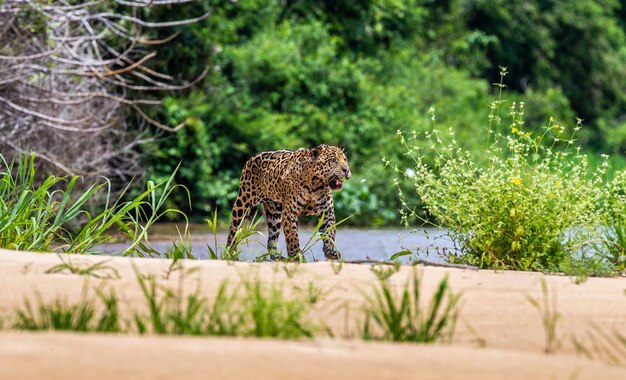 Portrait of a jaguar in the jungle