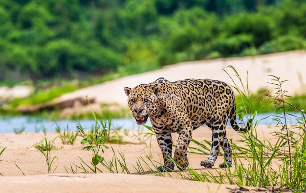 Portrait of a jaguar in the jungle