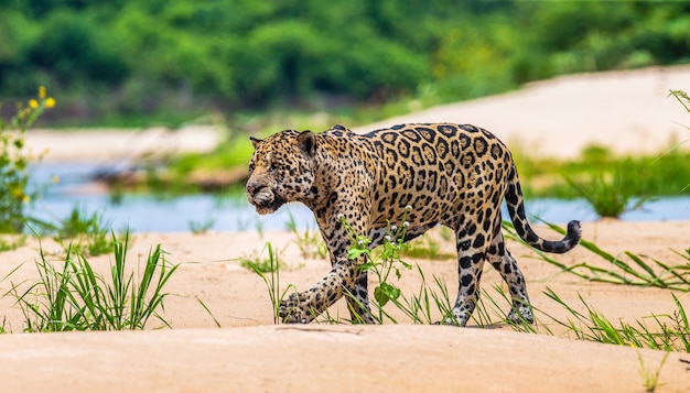 Portrait of a jaguar in the jungle