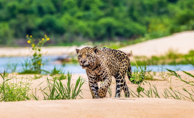 Portrait of a jaguar in the jungle